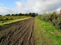 Muddy Track leading to Durlock Road © Chris Heaton cc-by-sa/2.0 :: Geograph Britain and Ireland Muddy Track leading to Durlock... 