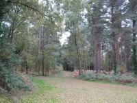 Track in Ramsdown Plantation © don cload cc-by-sa/2.0 :: Geograph Britain and Ireland Track in Ramsdown Plantation © don...
