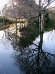 Trees reflected in flood water at... © Eric Jones cc-by-sa/2.0 :: Geograph Britain and Ireland Trees reflected in flood water... 