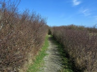Isle of Anglesey Coastal Path leading... © Chris Heaton :: Geograph Britain and Ireland Isle of Anglesey Coastal Path leading...... 