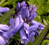Bluebells, Comber Greenway, Belfast... © Albert Bridge cc-by-sa/2.0 :: Geograph Britain and Ireland Bluebells, Comber Greenway... 