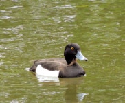 Tufted duck, Victoria Park, Belfast -... © Albert Bridge cc-by-sa/2.0 :: Geograph Britain and Ireland Tufted duck, Victoria Park... 
