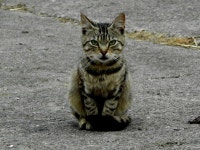 Farmyard cat, Gillygooley © Kenneth Allen :: Geograph Britain and Ireland Farmyard cat, Gillygooley &copy; Kenneth  Allen