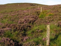 The Border climbing Haggie Knowe © Andrew Curtis :: Geograph Britain and Ireland The Border climbing Haggie Knowe &copy; Andrew... 