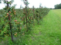 Apple orchards near Egerton © Marathon cc-by-sa/2.0 :: Geograph Britain and Ireland Apple orchards near Egerton &copy; Marathon... 