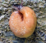 Slug, Killynether Wood, Newtownards -... © Albert Bridge cc-by-sa/2.0 :: Geograph Britain and Ireland Slug, Killynether Wood... 