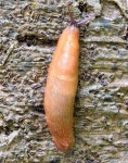 Slug, Killynether Wood, Newtownards -... © Albert Bridge :: Geograph Britain and Ireland Slug, Killynether Wood, Newtownards -..... 