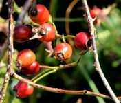 Rose hips, Killynether, Newtownards... © Albert Bridge :: Geograph Britain and Ireland Rose hips, Killynether, Newtownards...... 