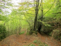 Ashen Plains Wood © Derek Harper :: Geograph Britain and Ireland Ashen Plains Wood &copy; Derek Harper