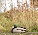 Mallard, Cromac Lock, Belfast (November... © Albert Bridge cc-by-sa/2.0 :: Geograph Britain and Ireland Mallard, Cromac Lock... 