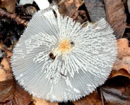 Transparent fungus, Knocknagoney,... © Albert Bridge cc-by-sa/2.0 :: Geograph Britain and Ireland Transparent fungus... 