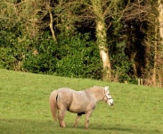 Pony, Dunmurry (January 2015) © Albert Bridge :: Geograph Britain and Ireland Pony, Dunmurry (January 2015) &copy; Albert Bridge