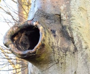 Tree canker, Dunmurry (January 2015) © Albert Bridge :: Geograph Britain and Ireland Tree canker, Dunmurry (January 2015)... 
