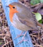 Robin, Lagan towpath, Belfast (January... © Albert Bridge :: Geograph Britain and Ireland Robin, Lagan towpath, Belfast... 