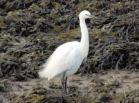 Little egret, the Floodgates,... © Albert Bridge cc-by-sa/2.0 :: Geograph Britain and Ireland Little egret, the Floodgates,...... 