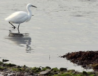 Little egret, the Floodgates,... © Albert Bridge cc-by-sa/2.0 :: Geograph Britain and Ireland Little egret, the Floodgates,...... 