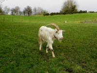 Goat with one horn, Drumnakilly © Kenneth Allen cc-by-sa/2.0 :: Geograph Britain and Ireland Goat with one horn, Drumnakilly... 