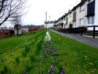Purple and white crocuses, Gallows Hill,... © Kenneth  Allen :: Geograph Britain and Ireland Purple and white crocuses, Gallows... 
