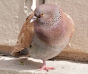 Feral pigeon with one leg, Belfast -... © Albert Bridge cc-by-sa/2.0 :: Geograph Britain and Ireland Feral pigeon with one leg... 