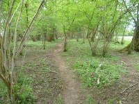 Path through a woodland shaw © Marathon cc-by-sa/2.0 :: Geograph Britain and Ireland Path through a woodland shaw... 