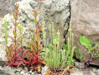 Stone wall and wildflowers, Cultra (June... © Albert Bridge :: Geograph Britain and Ireland Stone wall and wildflowers, Cultra... 