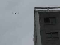 Peregrine at Chancelot Mill © M J Richardson :: Geograph Britain and Ireland Peregrine at Chancelot Mill &copy; M J Richardson