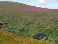 Langleeford Hope below Cheviot Hill © Andrew Curtis cc-by-sa/2.0 :: Geograph Britain and Ireland Langleeford Hope below Cheviot... 