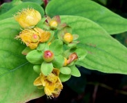 Tutsan berries, Crawfordsburn -... © Albert Bridge :: Geograph Britain and Ireland Tutsan berries, Crawfordsburn -...... 