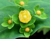 Tutsan berries, Crawfordsburn -... © Albert Bridge :: Geograph Britain and Ireland Tutsan berries, Crawfordsburn -...... 
