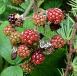 Blackberries, Glenlyon, Holywood -... © Albert Bridge cc-by-sa/2.0 :: Geograph Britain and Ireland Blackberries, Glenlyon... 