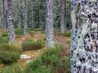 Lichened Scots Pine in Bellton Wood © Julian Paren :: Geograph Britain and Ireland Lichened Scots Pine in Bellton Wood... 