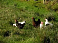 Happy hens, Shanmullagh © Kenneth Allen :: Geograph Britain and Ireland Happy hens, Shanmullagh &copy; Kenneth  Allen
