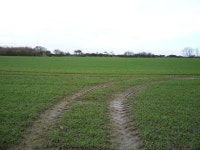 Tracks in young crop field, West End © JThomas :: Geograph Britain and Ireland Tracks in young crop field, West End &copy; JThomas