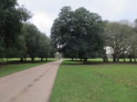 Holm Oaks, Holkham Park © Hugh Venables :: Geograph Britain and Ireland Holm Oaks, Holkham Park &copy; Hugh Venables