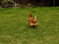 Hen, Cranny © Kenneth Allen :: Geograph Britain and Ireland Hen, Cranny &copy; Kenneth  Allen