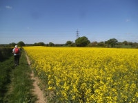 Rape Field Path © Gordon Griffiths :: Geograph Britain and Ireland Rape Field Path &copy; Gordon Griffiths