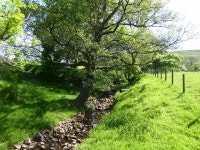 Stream at Burholme Farm © Phil and Juliette Platt :: Geograph Britain and Ireland Stream at Burholme Farm &copy; Phil and... 