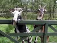 Goats, Drumnakilly © Kenneth Allen :: Geograph Britain and Ireland Goats, Drumnakilly &copy; Kenneth  Allen