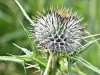Thistle, Helens Bay - July 2016(2) © Albert Bridge :: Geograph Britain and Ireland Thistle, Helens Bay - July 2016(2)... 