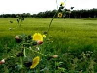 Weeds, Lisnagirr © Kenneth  Allen :: Geograph Britain and Ireland Weeds, Lisnagirr &copy; Kenneth  Allen