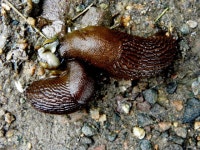 Slugs - a sure sign of rain! © Kenneth Allen :: Geograph Britain and Ireland Slugs - a sure sign of rain! &copy; Kenneth  Allen