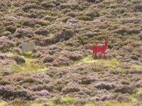 Red deer near Linn of Dee © Oliver Dixon :: Geograph Britain and Ireland Red deer near Linn of Dee &copy; Oliver Dixon