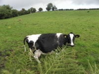 Cow, Botera Lower © Kenneth Allen cc-by-sa/2.0 :: Geograph Britain and Ireland Cow, Botera Lower &copy; Kenneth  Allen cc-by-sa/2.0