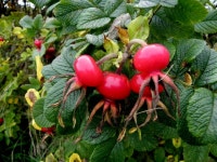 Rose hips, Cornavarrow © Kenneth Allen cc-by-sa/2.0 :: Geograph Britain and Ireland Rose hips, Cornavarrow &copy; Kenneth  Allen... 