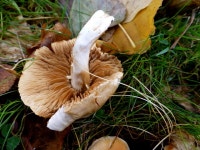 Fungus, Omagh © Kenneth  Allen :: Geograph Britain and Ireland Fungus, Omagh &copy; Kenneth  Allen