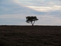 Isolated moorland tree © Gordon Hatton :: Geograph Britain and Ireland Isolated moorland tree &copy; Gordon Hatton