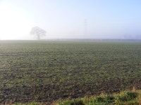 Tree in the Mist © Gordon Griffiths cc-by-sa/2.0 :: Geograph Britain and Ireland Tree in the Mist &copy; Gordon Griffiths cc-by... 
