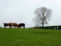 Cattle on a hill, Tattynagole © Kenneth Allen :: Geograph Britain and Ireland Cattle on a hill, Tattynagole &copy; Kenneth  Allen