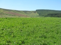 The edge of Elibank and Traquair Forest © M J Richardson cc-by-sa/2.0 :: Geograph Britain and Ireland The edge of Elibank and... 