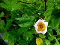 Dog rose, Galbally © Kenneth Allen cc-by-sa/2.0 :: Geograph Britain and Ireland Dog rose, Galbally &copy; Kenneth  Allen cc-by... 